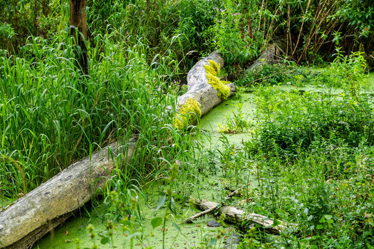 Naturschutzgebiet an der Weismain im Kleinziegenfelder Tal im Landkreis Lichtenfels in Oberfranken in Bayern. T&uuml;mpel, Schilf und ein umgest&uuml;rzter Baumstamm.