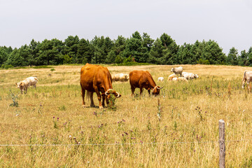 A scenic view of dairy and beef cattle grazing peacefully on green mountain pastures during summer. The landscape shows the high-altitude meadows of Valdelinares in the Teruel province, Aragon, Spain, © ANADEL