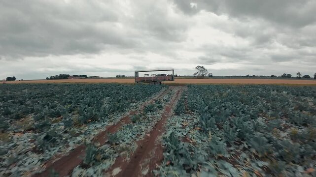 Overcast sky looms above vast, green fields. Covered trailer carries fresh produce through farmland. Faraway trees dot the horizon under gray clouds. Farmers work quietly, focused on their harvest