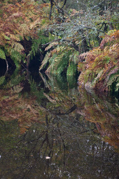 Autumnal ferns reflected in a pool at Site of Special Scientific Interest Breney Common Cornwall 
