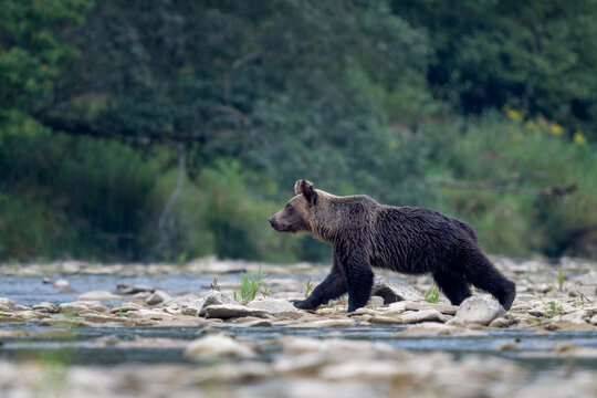 Brown Bear - Ursus arctos large popular mammal from European forests and mountains, Poland, Europe.