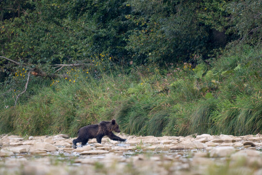 Brown Bear - Ursus arctos large popular mammal from European forests and mountains, Poland, Europe.