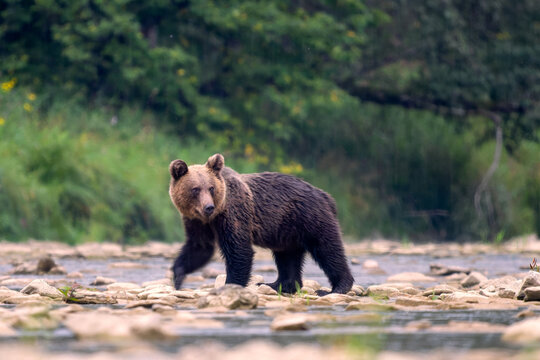 Brown Bear - Ursus arctos large popular mammal from European forests and mountains, Poland, Europe.