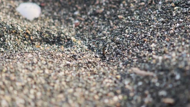 Grains of natural volcanic sand and tiny shells on a beach with a shallow depth of field, revealing detailed texture and creating an abstract, calming background for various creative projects