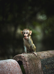 Baby monkey  © Travel photo 