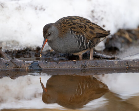 European water rail (Rallus aquaticus)