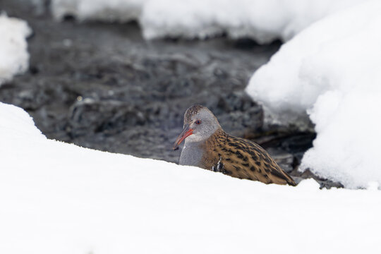 European water rail (Rallus aquaticus)