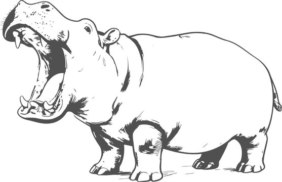 Yawning hippopotamus black and white illustration with detailed line art and open mouth