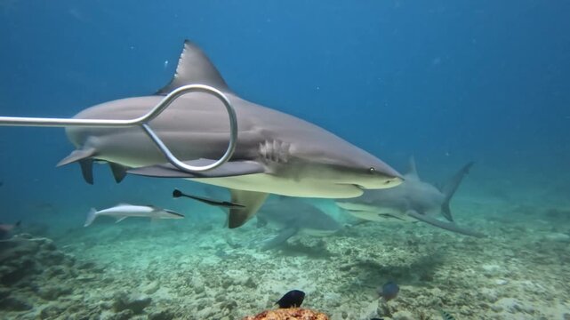 Large bull shark swimming in clear blue ocean water above a coral reef, with remora fish attaching to its underside during an organized feeding activity in Fiji islands