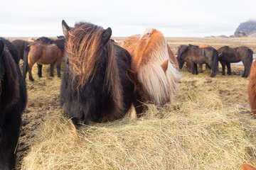beautiful Icelandic horses with long manes are grazing and eating hay © Tsyb Oleh