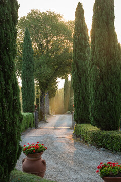 Scenic gravel entrance driveway lined with cypress trees and terracotta pots leading to a rural villa estate at sunset