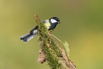 Great tit bird, Parus major, songbird perching on a mossy wooden fence post outdoors against a soft natural background. © czjonyyy