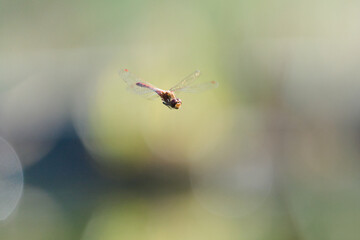 Male Ruddy Darter (Sympetrum sanguineum) dragonfly in flight over a pond with bokeh background © czjonyyy