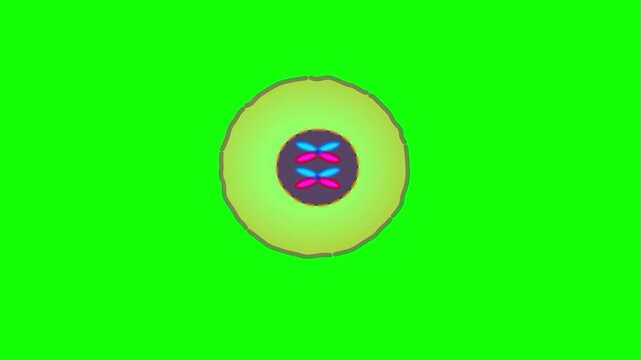 Mitosis stages, phases animation.  Green screen back. Cell division stages diagram. Anaphase, telophase, metaphase, pro metaphase, prophase, cytokinesis steps footage. Not AI. draw. Illustration video