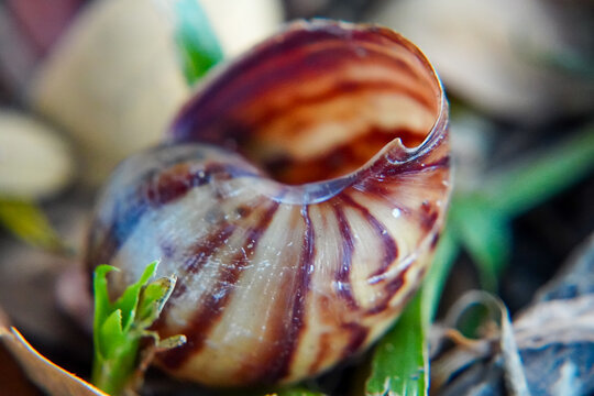 Close-up of a glossy brown-and-cream spiral snail shell among green leaves and natural debris