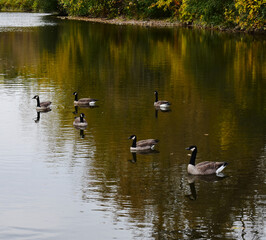 Flock of Canada Geese Swimming on River with Golden Autumn Foliage Reflections © Yulia