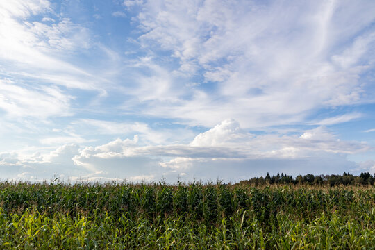 Cornfield beneath dramatic cloudscape and blue summer sky