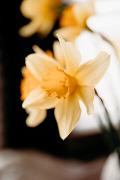 Macro view of yellow daffodil flowers in soft focus
