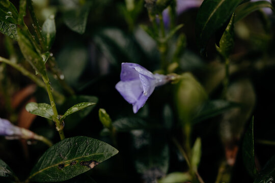 Macro view of rain droplets on purple periwinkle flower