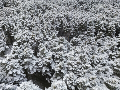 Snow-covered trees in a dense winter alpine forest