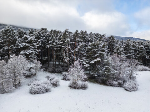 Snow-covered trees in serene alpine forest landscape
