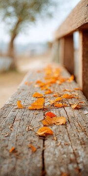 Autumn leaves on weathered wooden planks capturing seasonal serenity in nature