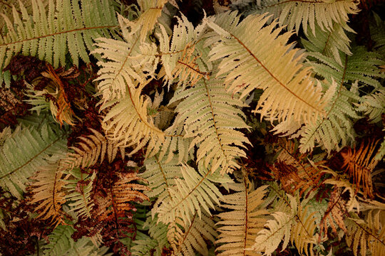 Autumn fern foliage texture in a natural forest setting
