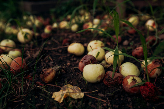 Fallen apples on garden soil during summer harvest