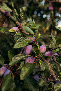 Ripe plum fruit on branch in summer garden harvest