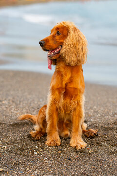 Cocker spaniel sit on pebble beach by calm sea