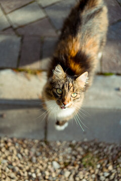 Tabby cat looking up from a garden path outdoors