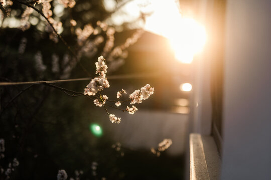 Spring blossom branch in a sunlit garden at sunset