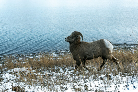 Bighorn sheep ram beside turquoise Abraham Lake in Alberta