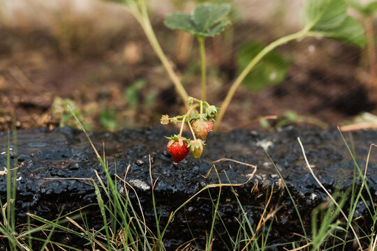 Ripe strawberry fruit growing in a spring garden bed