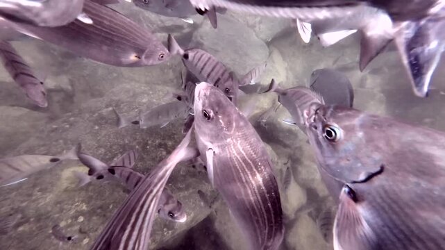 Meeresfische im Hafenbecken k&auml;mpfen um das Futter, Unterwasseraufnahme, Fischschwarm, Speisefische, Atlantik, Insel Fuerteventura