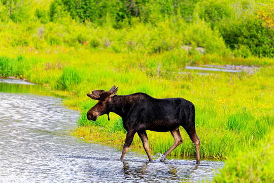 Bull Moose Wading Through Shallow Water in Green Wetland