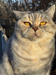 A beautiful cat with yellow eyes © OLENA LIALINA
