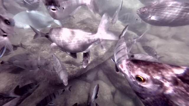 Meeresfische im Hafenbecken k&auml;mpfen um das Futter, Unterwasseraufnahme, Fischschwarm, Speisefische, Atlantik, Insel Fuerteventura