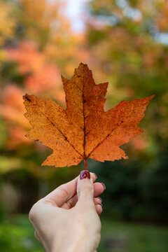 orange maple leaf in hand with dark red nail polish