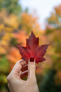 red maple leaf in hand with red nailpolish
