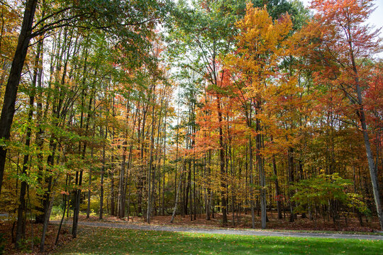 fall forest with road