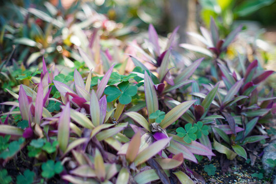 Clovers surrounded by purple leaves