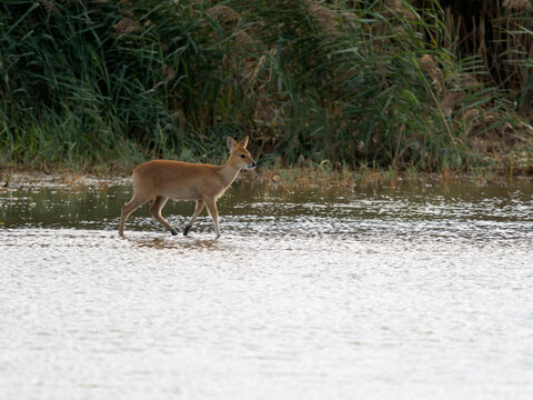 Chinese water deer, Hydropotes inermis