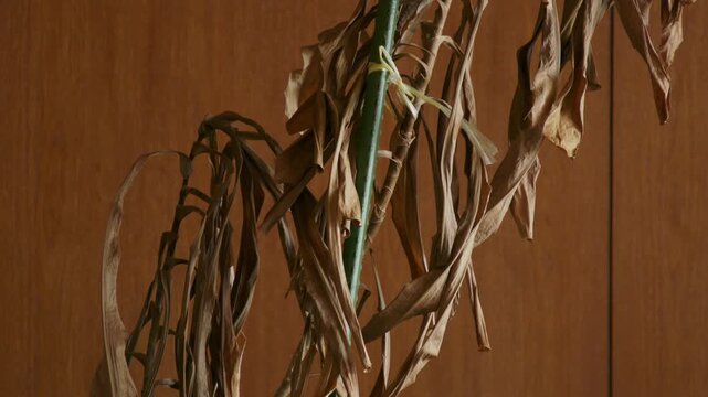 A dead, withered houseplant is tied to a green stake indoors.