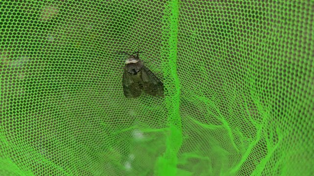 Young naturalist carefully guiding a caught moth out of a bright green butterfly net, symbolizing concepts like freedom, conservation, gentle handling, and releasing wildlife back into nature
