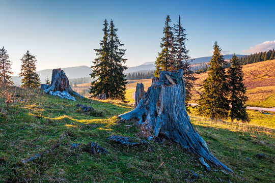 fir trees on a grassy meadow down the will to coniferous forest in mountains of Romania at sunset. fall season in Apuseni natural park