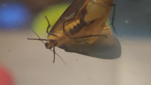 Macro view of two yellow and brown moths mating on a dirty window, showing the intricate process of insect reproduction and the continuation of their life cycle in a natural environment
