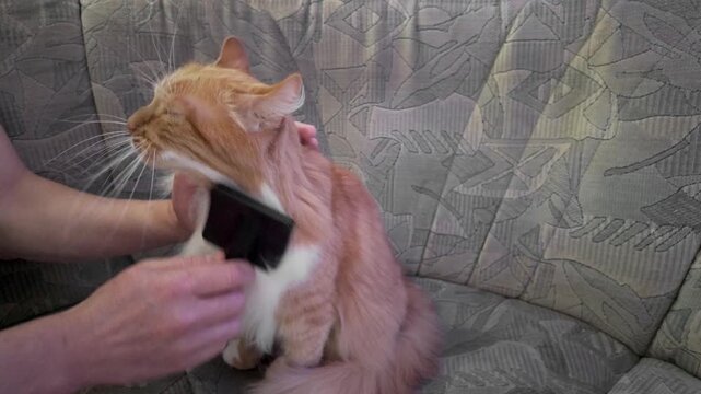 Man Grooming Fluffy Ginger Cat with Slicker Brush at Home for Pet Care Routine