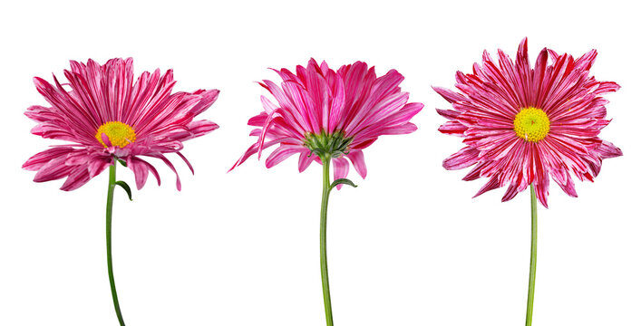 Pink gerber flowers isolated on a transparent PNG background.