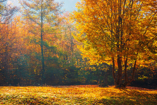 beech trees on glade between hillsides with deciduous forest in morning light. golden autumn landscape